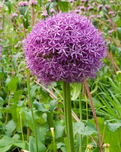 Allium globemaster.jpg